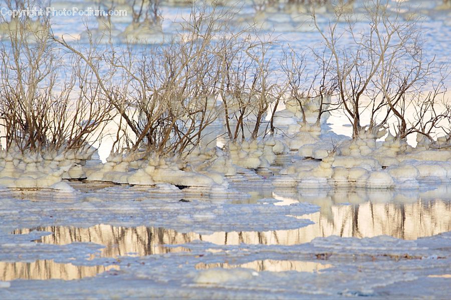 Bird, Goose, Waterfowl, Field, Grass, Grassland, Plant