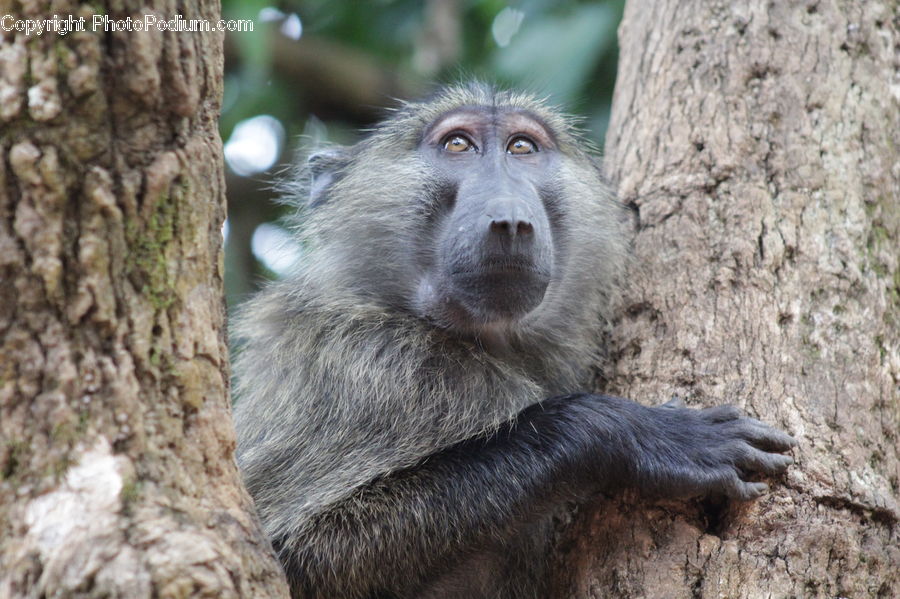 Animal, Mammal, Monkey, Baboon, Sloth, Three-Toed Sloth, Oak