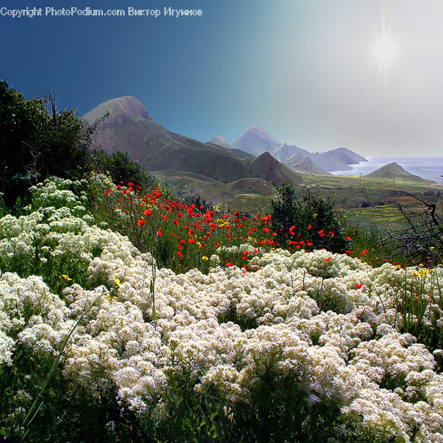 Blossom, Flora, Flower, Plant, Tulip, Landscape, Nature