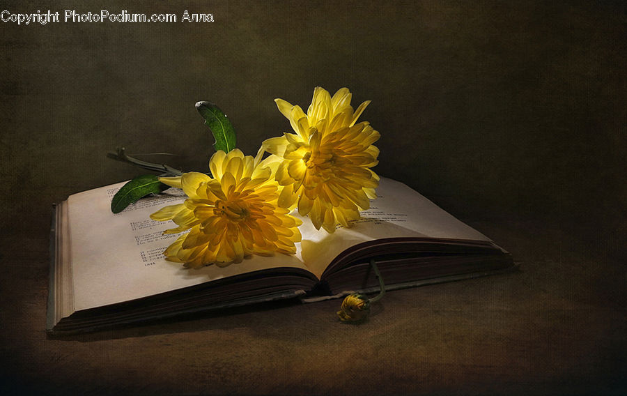 Flower Arrangement, Ikebana, Plant, Potted Plant, Vase, Blossom, Daffodil