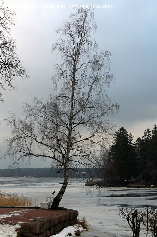 Plant, Tree, Birch, Wood, Oak