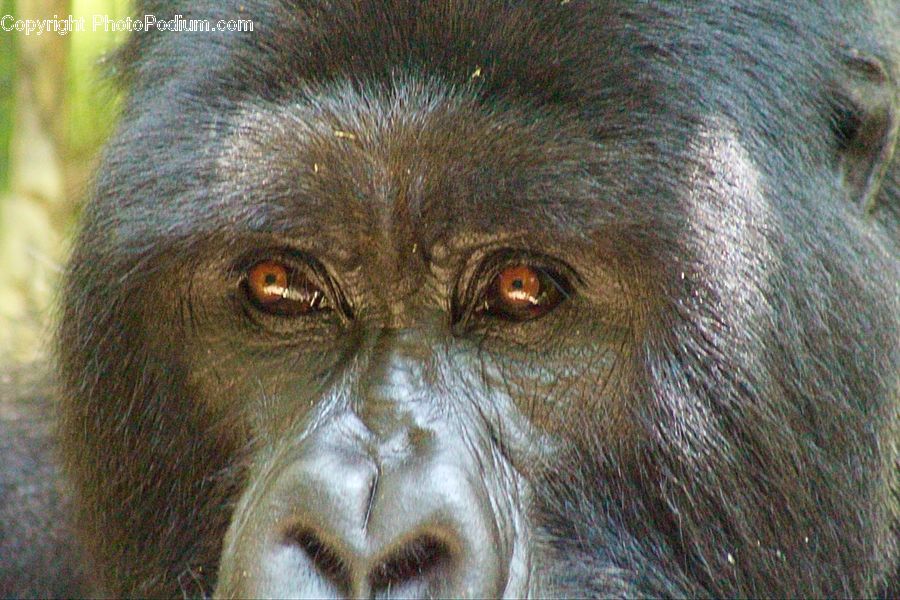 Animal, Ape, Mammal, Monkey