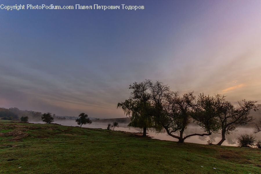 Plant, Tree, Fog, Field, Grass, Grassland, Land
