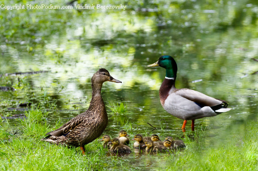 Bird, Duck, Teal, Waterfowl, Goose, Mallard, Beak