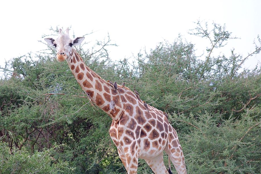 Animal, Giraffe, Mammal, Field, Grass, Grassland, Plant
