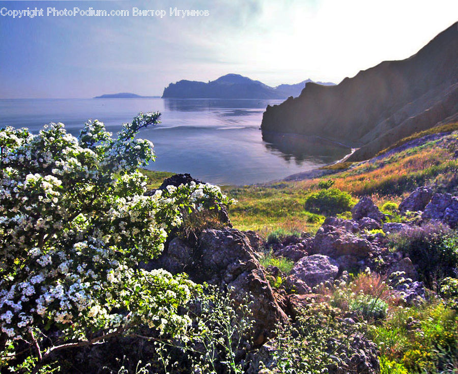 Bush, Plant, Vegetation, Cliff, Outdoors, Promontory, Moss