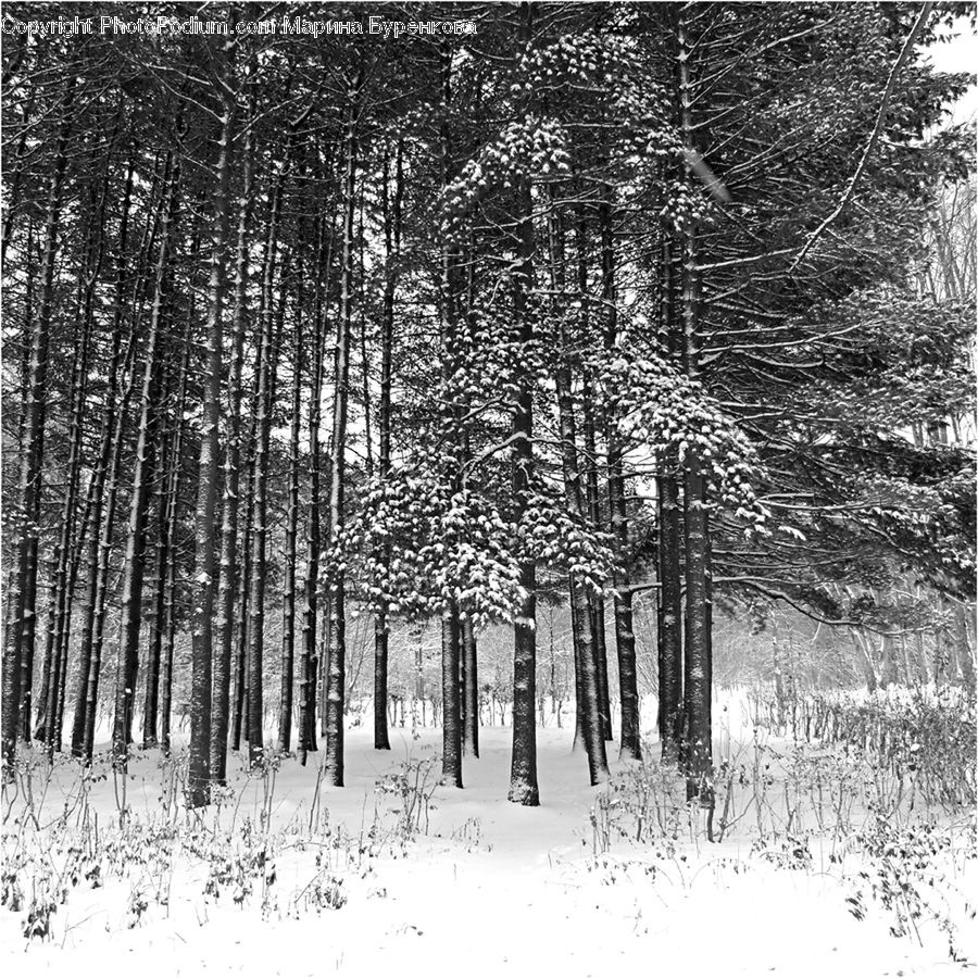 Forest, Vegetation, Ice, Outdoors, Snow, Grove, Land
