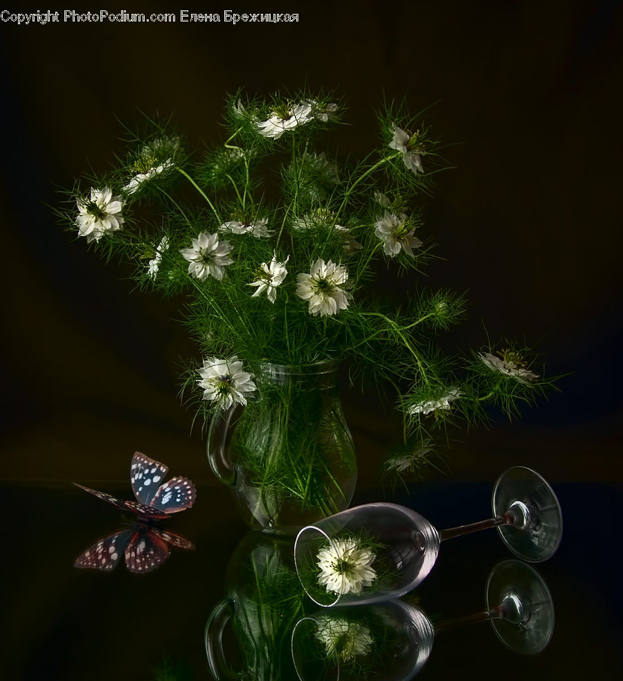 Plant, Potted Plant, Dill, Apiaceae, Blossom, Flora, Flower