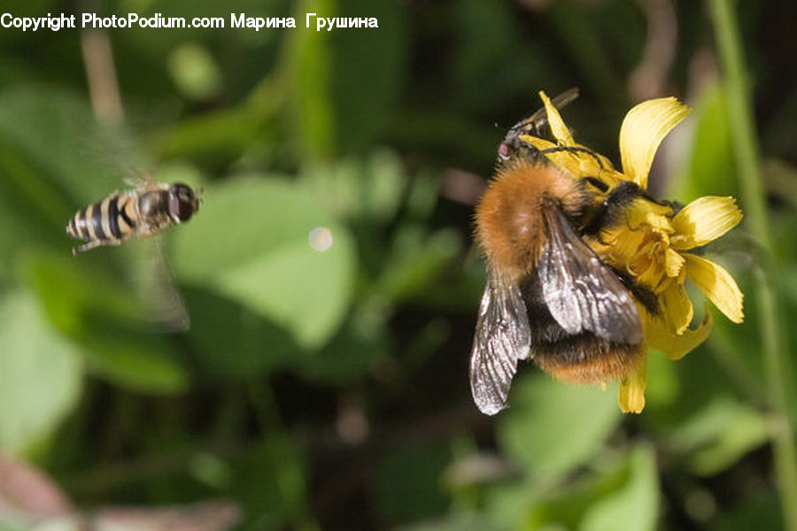 Bee, Insect, Invertebrate, Apidae, Bumblebee, Flora, Pollen