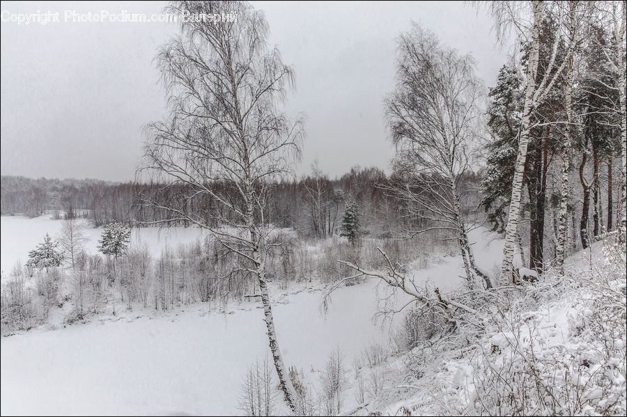 Forest, Vegetation, Ice, Outdoors, Snow, Plant, Tree