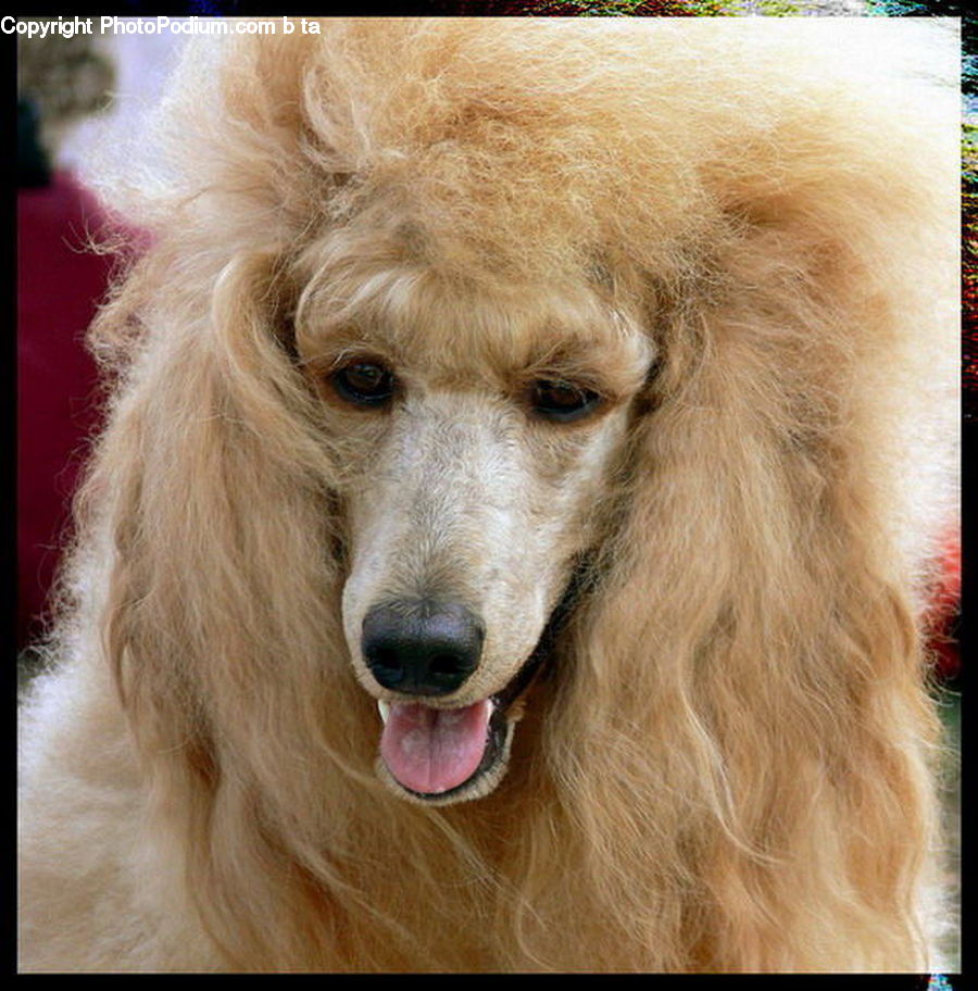 Animal, Canine, Dog, Golden Retriever, Mammal, Pet, Poodle