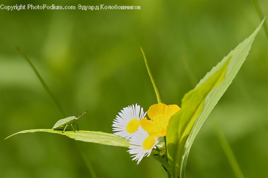 Daisies, Daisy, Flower, Plant, Field, Grass, Grassland