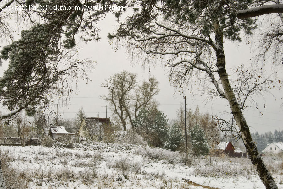 Countryside, Outdoors, Plant, Tree, Cabin, Hut, Rural
