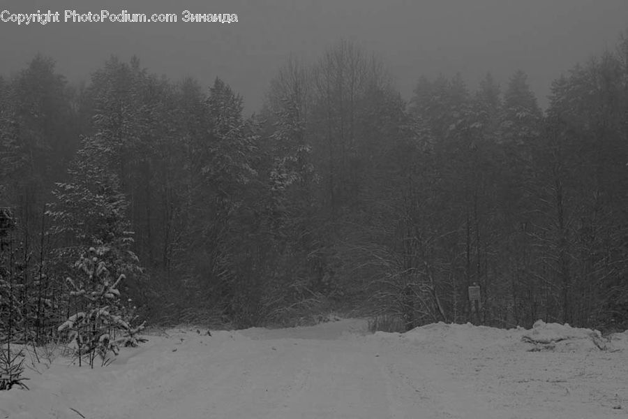 Ice, Outdoors, Snow, Forest, Vegetation, Conifer, Fir