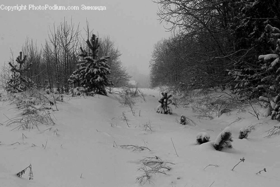 Ice, Outdoors, Snow, Conifer, Fir, Spruce, Wood