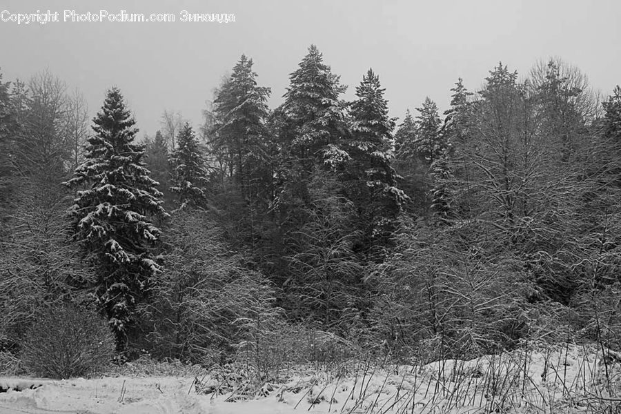 Forest, Vegetation, Conifer, Fir, Pine, Spruce, Wood