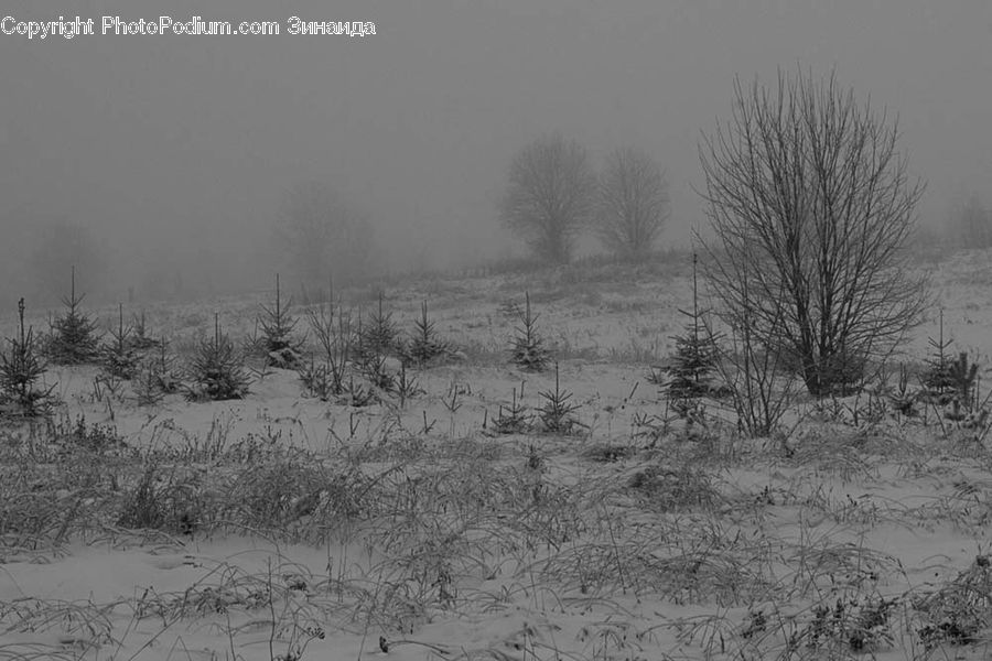 Frost, Ice, Outdoors, Snow, Countryside, Conifer, Fir