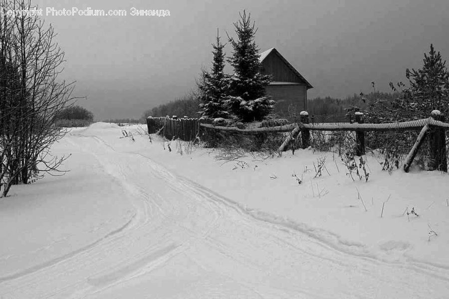 Ice, Outdoors, Snow, Conifer, Fir, Pine, Spruce