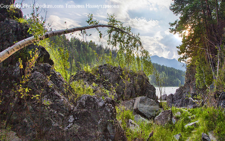 Rock, Arch, Arch Bridge, Bridge, Conifer, Fir, Plant