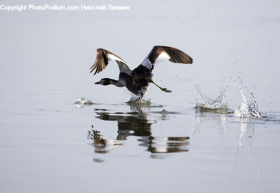 Bird, Goose, Waterfowl, Cormorant, Bald Eagle, Eagle, Pelican