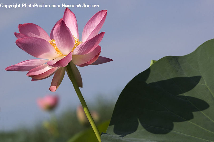 Blossom, Flora, Flower, Plant, Petal, Leaf, Gladiolus