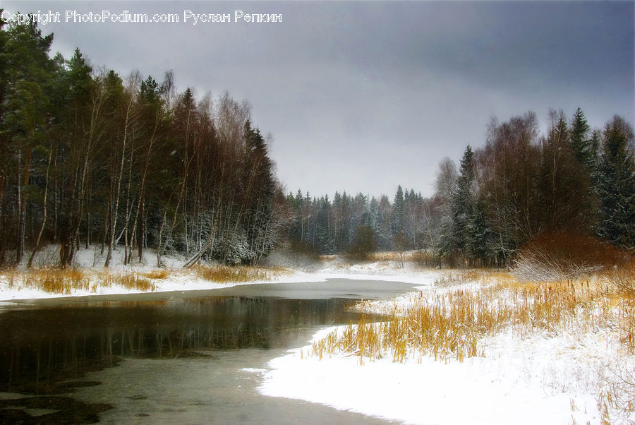 Outdoors, River, Water, Land, Marsh, Pond, Swamp