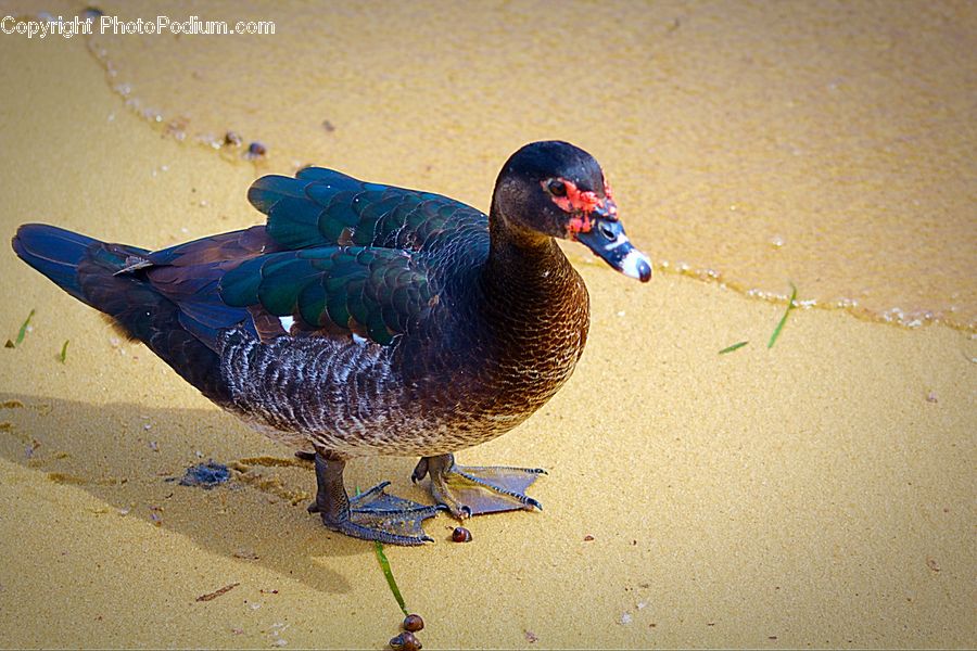 Bird, Duck, Teal, Waterfowl, Head, Portrait, Goose