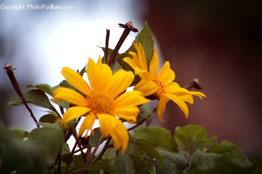Blossom, Flora, Flower, Plant, Sunflower, Geranium, Flower Arrangement