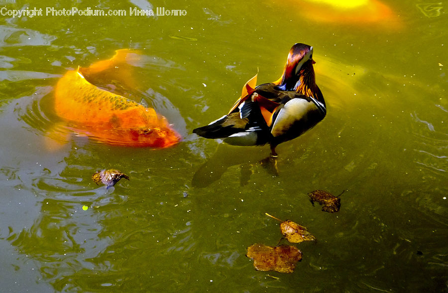 Bird, Duck, Teal, Waterfowl, People, Person, Human