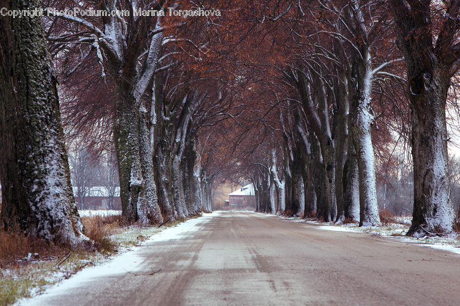 Dirt Road, Gravel, Road, Birch, Tree, Wood, Oak