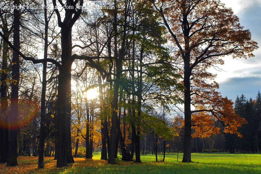Fir, Forest, Grove, Vegetation, Plant, Tree, Park