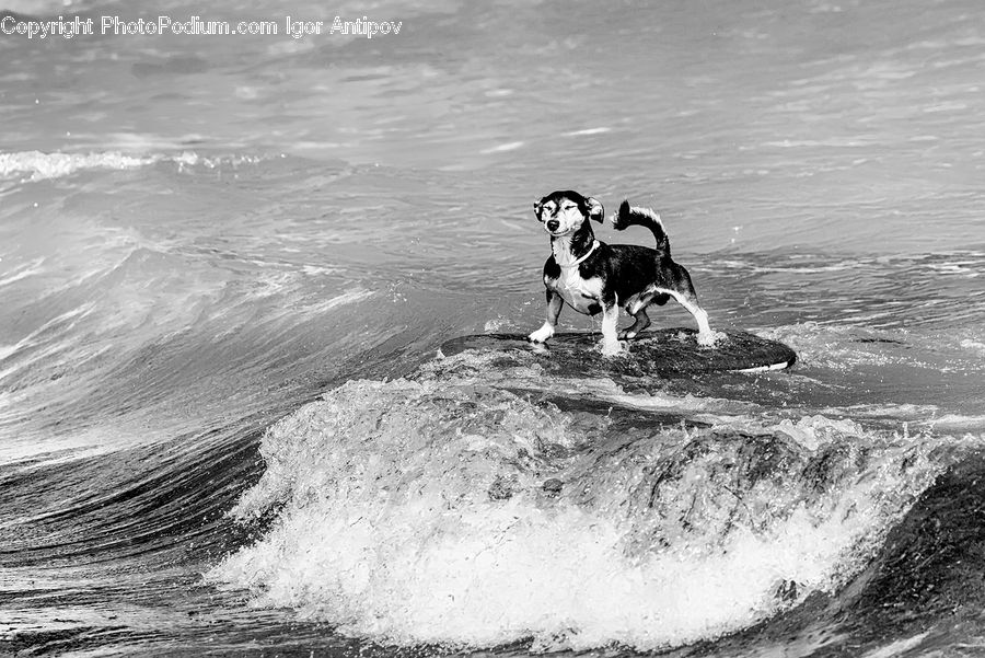Outdoors, Sea, Sea Waves, Sport, Surfing, Water, Animal