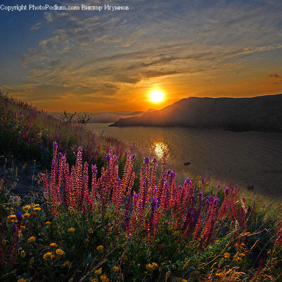 Flower, Lupin, Plant, Dawn, Dusk, Sky, Sunrise