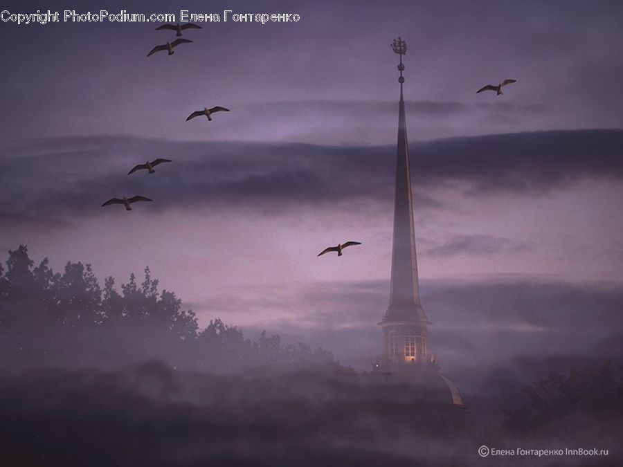 Dawn, Dusk, Sky, Sunrise, Sunset, Bird, Crane Bird
