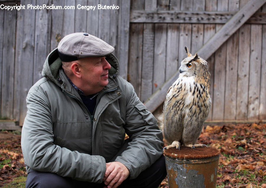 Human, People, Person, Bird, Sparrow, Wren, Buzzard