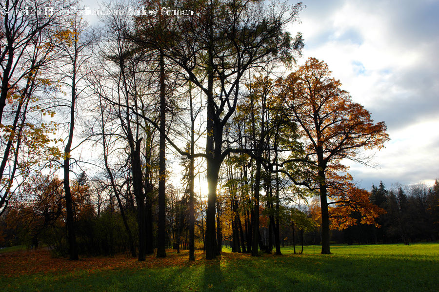 Forest, Vegetation, Plant, Tree, Birch, Wood, Oak