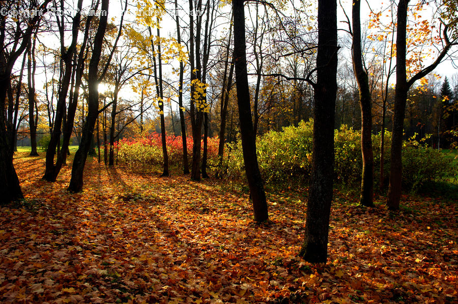 Forest, Vegetation, Grove, Land, Dirt Road, Gravel, Road