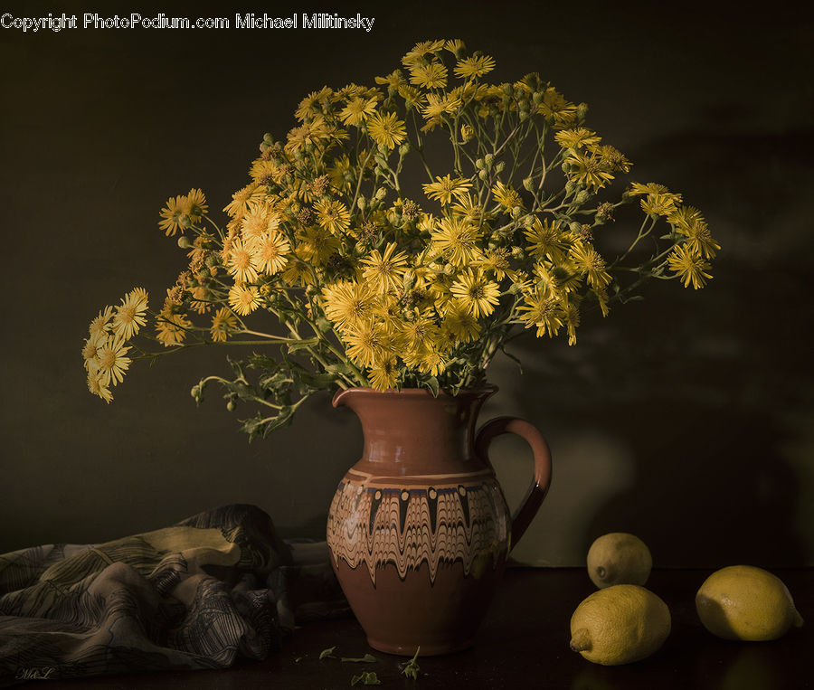 Plant, Potted Plant, Jug, Pitcher, Pot, Pottery, Flower