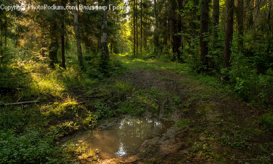 Forest, Vegetation, Dirt Road, Gravel, Road, Jungle, Creek