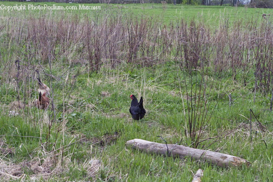 Field, Grass, Grassland, Plant, Land, Marsh, Outdoors