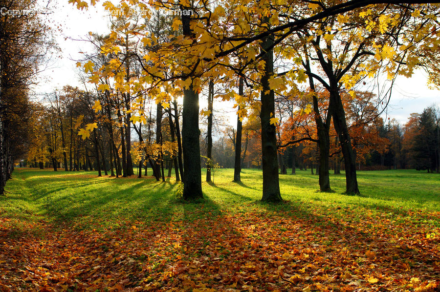 Forest, Vegetation, Grove, Land, Park, Dirt Road, Gravel