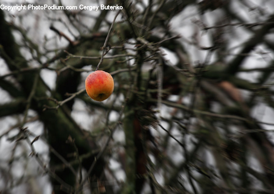 Fruit, Peach, Apple, Conifer, Fir, Plant, Tree