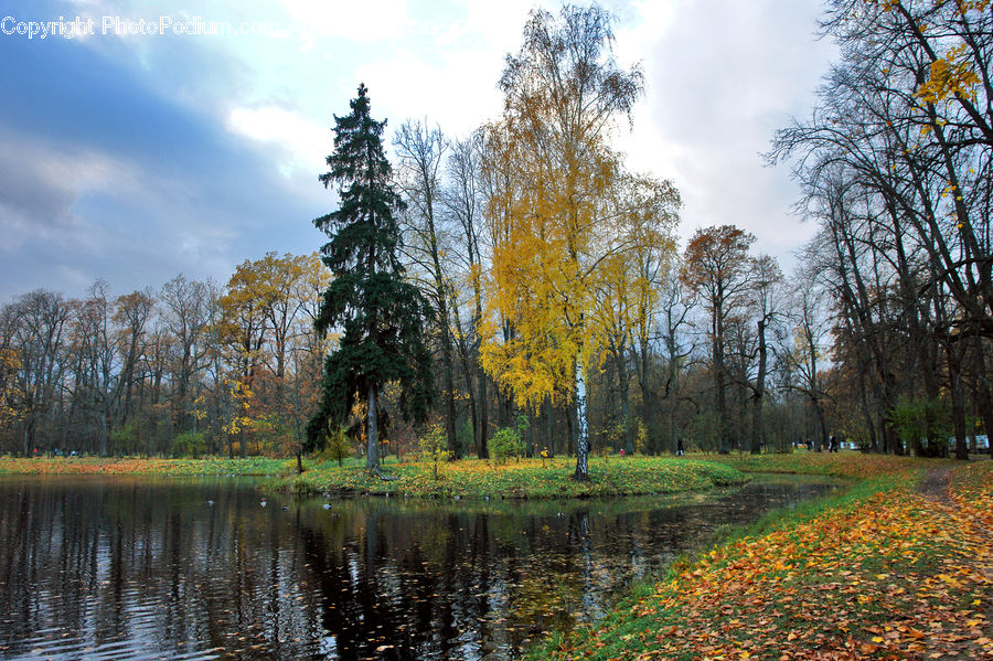 Park, Conifer, Fir, Plant, Tree, Blossom, Flora