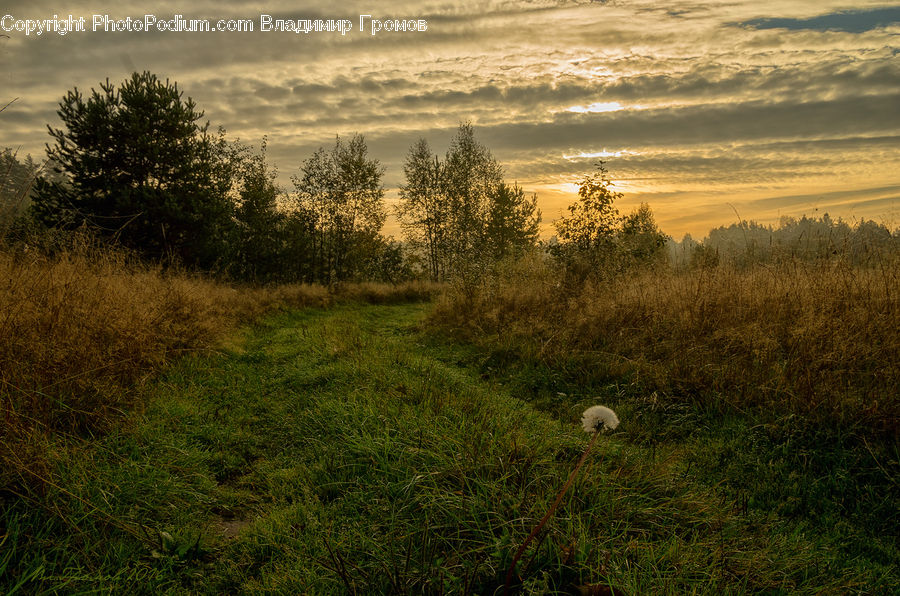 Field, Grass, Grassland, Land, Outdoors, Plant, Dawn