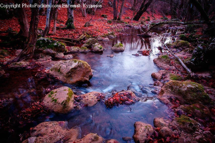 Creek, Outdoors, River, Water, Plant, Potted Plant, Rock