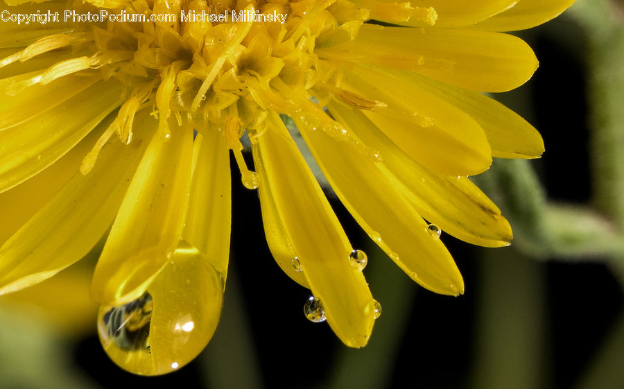 Blossom, Daffodil, Flora, Flower, Plant, Dandelion, Petal