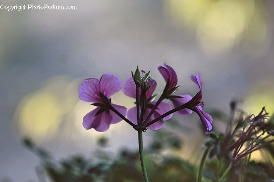 Blossom, Flora, Flower, Geranium, Plant, Aquilegia, Crocus