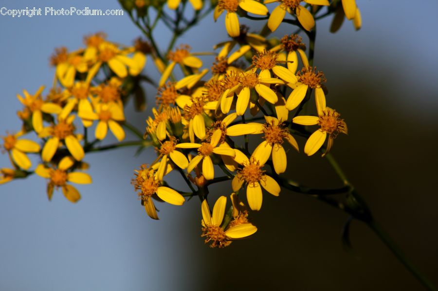 Butterfly, Insect, Monarch, Blossom, Flora, Flower, Plant