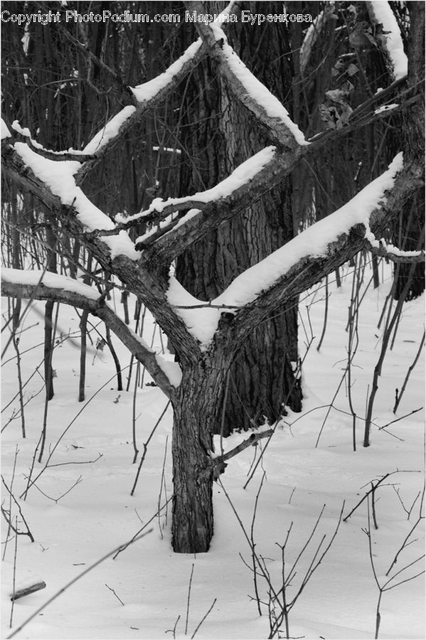 Ice, Outdoors, Snow, Plant, Tree, Forest, Vegetation