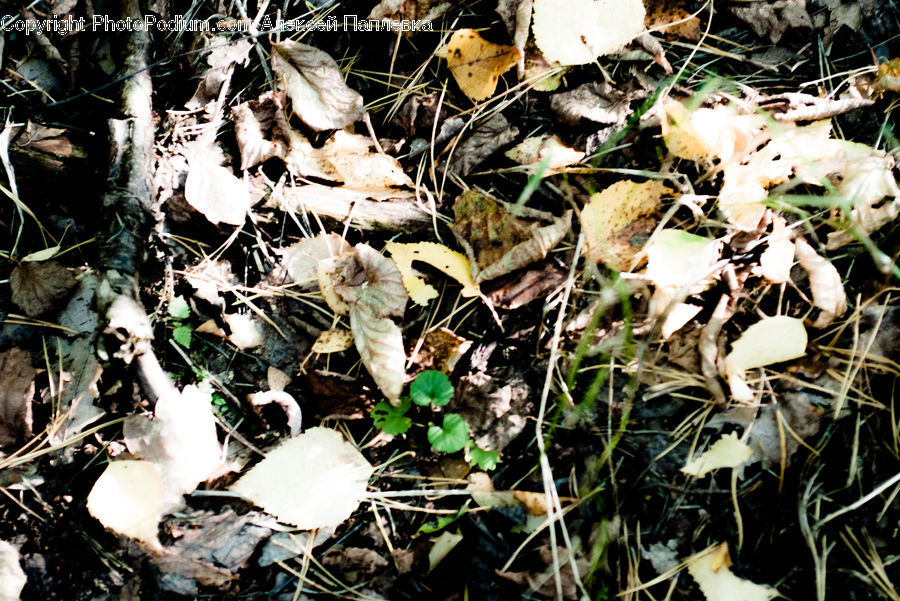Agaric, Amanita, Fungus, Mushroom, Plant, Birch, Tree